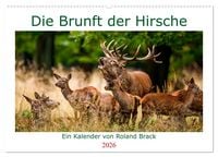 Produktbild: Die Brunft der Hirsche (Wandkalender 2026 DIN A2 quer), CALVENDO Monatskalender