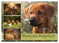 Produktbild: Rhodesian Ridgeback - Welpenzauber (Wandkalender 2027 DIN A3 quer), CALVENDO Monatskalender