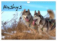 Produktbild: Huskys (Wandkalender 2026 DIN A4 quer), CALVENDO Monatskalender