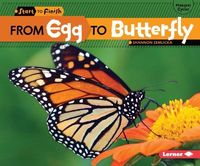 Produktbild: From Egg to Butterfly