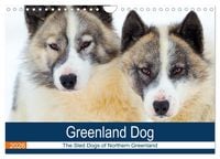 Produktbild: Greenland Dog - The Sled Dogs of Northern Greenland (Wall Calendar 2026 DIN A4 landscape), CALVENDO 12 Month Wall Calendar