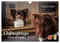 Produktbild: Chihuahuas - Cool and Cute (Wandkalender 2026 DIN A4 quer), CALVENDO Monatskalender