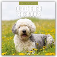 Produktbild: Old English Sheepdogs &ndash; Bobtail 2027 &ndash; 16-Monatskalender