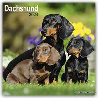 Bild vom Artikel Dachshund - Dackel 2024 - 16-Monatskalender vom Autor Avonside Publishing Ltd