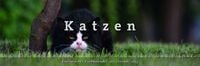 Produktbild: Literarischer Tischkalender Katzen 2013