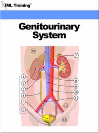 Produktbild: Genitourinary System (Human Body)