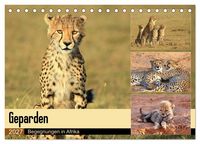 Produktbild: Geparden - Begegnungen in Afrika (Tischkalender 2027 DIN A5 quer), CALVENDO Monatskalender
