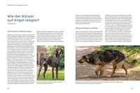 Angst bei Hunden - mit Martin Rütter