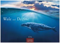 Bild vom Artikel Wale und Delfine 2024 S 24x35cm vom Autor 