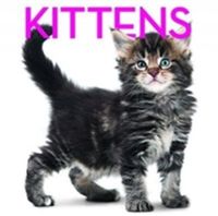 Produktbild: Schiavo, R: Kittens Cubebook