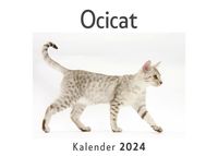 Produktbild: Ocicat (Wandkalender 2024, Kalender DIN A4 quer, Monatskalender im Querformat mit Kalendarium, Das perfekte Geschenk)