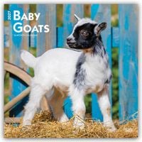 Produktbild: Baby Goats &ndash; Ziegenbabys 2027 &ndash; 16-Monatskalender