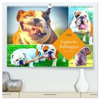 Produktbild: Dicke Freunde. Englische Bulldoggen (hochwertiger Premium Wandkalender 2026 DIN A2 quer), Kunstdruck in Hochglanz