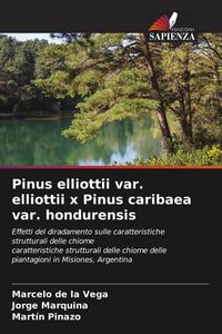 Produktbild: Pinus elliottii var. elliottii x Pinus caribaea var. hondurensis