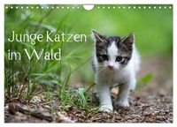 Produktbild: Junge Katzen im Wald (Wandkalender 2026 DIN A4 quer), CALVENDO Monatskalender