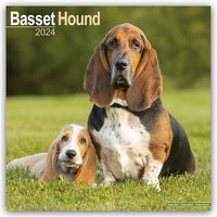 Bild vom Artikel Basset Hound - Bassets 2024 - 16-Monatskalender vom Autor Avonside Publishing Ltd