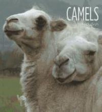 Produktbild: Camels