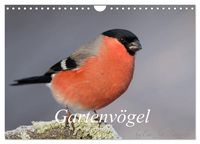 Produktbild: V&ouml;gel aus dem Garten (Wandkalender 2026 DIN A4 quer), CALVENDO Monatskalender