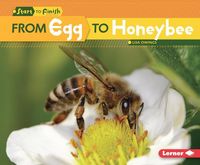 Produktbild: From Egg to Honeybee