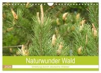 Produktbild: Naturwunder Wald (Wandkalender 2026 DIN A4 quer), CALVENDO Monatskalender