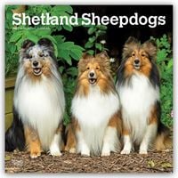 Produktbild: Shetland Sheepdogs &ndash; Shetland Sheepdog &ndash; Sheltie 2027 &ndash; 16-Monatskalender