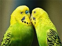 Produktbild: CALVENDO Puzzle Verliebtes Wellensittichp&auml;rchen 1000 Teile Lege-Gr&ouml;&szlig;e 640 x 480 cm Foto-Puzzle Bild von Renate Utz
