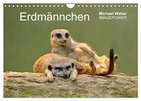 Produktbild: Erdm&auml;nnchen - Tierkinder (Wandkalender 2026 DIN A4 quer), CALVENDO Monatskalender