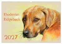 Produktbild: Rhodesian Ridgeback 2027 (Wandkalender 2027 DIN A2 quer), CALVENDO Monatskalender