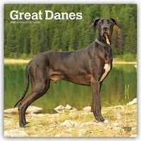 Produktbild: Great Danes &ndash; Deutsche Dogge 2027 &ndash; 16-Monatskalender