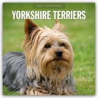 Produktbild: Yorkshire Terriers &ndash; Yorkshire Terrier 2027 &ndash; 16-Monatskalender