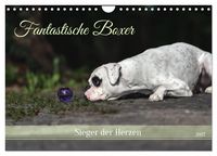 Produktbild: Fantastische Boxer - Sieger der Herzen (Wandkalender 2027 DIN A4 quer), CALVENDO Monatskalender