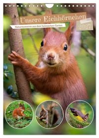 Produktbild: Unsere Eichh&ouml;rnchen - Naturmomente aus dem heimischen Garten (Wandkalender 2027 DIN A4 hoch), CALVENDO Monatskalender