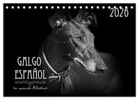 Produktbild: Galgo Espa&ntilde;ol - der spanische Windhund 2026 (Tischkalender 2026 DIN A5 quer), CALVENDO Monatskalender