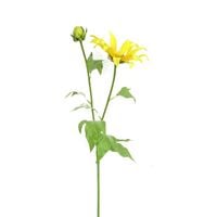 Produktbild: HTI-Living Chrysantheme 74 cm Gelb Chrysantheme 74 cm Gelb