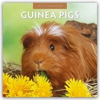 Produktbild: Guinea Pigs &ndash; Meerschweinchen 2027 &ndash; 16-Monatskalender