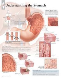 Produktbild: Understanding Stomach Chart