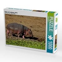 Produktbild: CALVENDO Puzzle Hippo auf Landgang, Afrika | 1000 Teile Lege-Gr&ouml;&szlig;e 64x48cm Foto-Puzzle f&uuml;r gl&uuml;ckliche Stunden