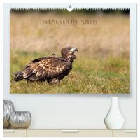 Produktbild: Seeadler in Polen (hochwertiger Premium Wandkalender 2026 DIN A2 quer), Kunstdruck in Hochglanz