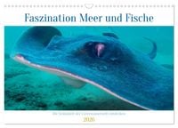 Produktbild: Faszination Meer und Fische (Wandkalender 2026 DIN A3 quer), CALVENDO Monatskalender