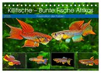 Produktbild: Killifische &ndash; Bunte Fische Afrikas (Tischkalender 2025 DIN A5 quer), CALVENDO Monatskalender
