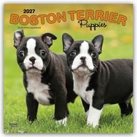 Produktbild: Boston Terrier Puppies &ndash; Boston Terrier Welpen 2027 &ndash; 16-Monatskalender