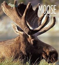 Produktbild: Moose