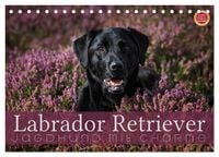 Produktbild: Labrador Retriever - Jagdhund mit Charme (Tischkalender 2027 DIN A5 quer), CALVENDO Monatskalender