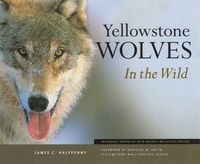 Produktbild: Yellowstone Wolves in the Wild