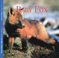 Produktbild: Baby Fox