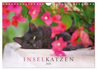 Produktbild: Inselkatzen (Wandkalender 2026 DIN A4 quer), CALVENDO Monatskalender