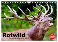 Produktbild: Rotwild. Edle Hirsche, stolze K&uuml;he (Wandkalender 2026 DIN A4 quer), CALVENDO Monatskalender