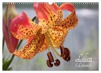 Produktbild: Lilien (Lilium) (Wandkalender 2026 DIN A3 quer), CALVENDO Monatskalender