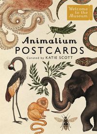 Bild vom Artikel Animalium Postcards vom Autor Jenny Broom