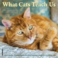 Produktbild: What Cats Teach Us 2026 Mini Wall Calendar